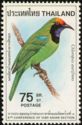 Golden-fronted Leafbird (Chloropsis aurifrons)